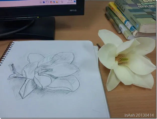 玉蘭花素描